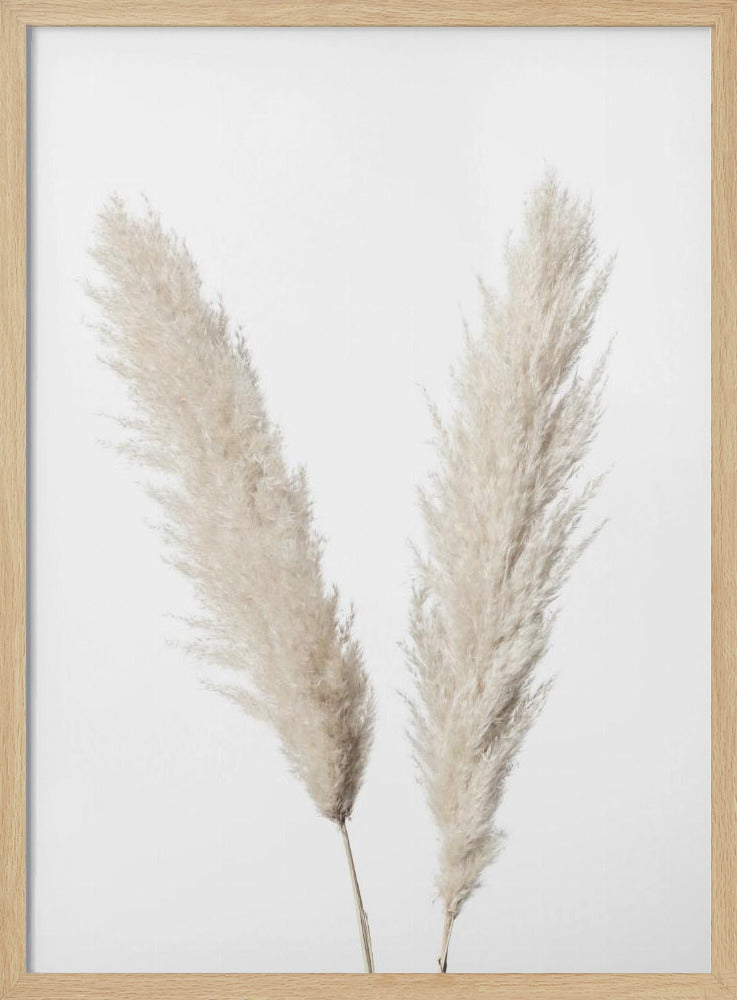 Pampas Weiß | Poster