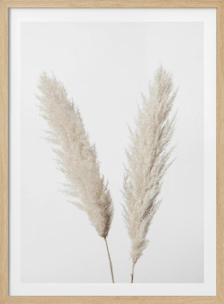 Pampas Weiß | Poster