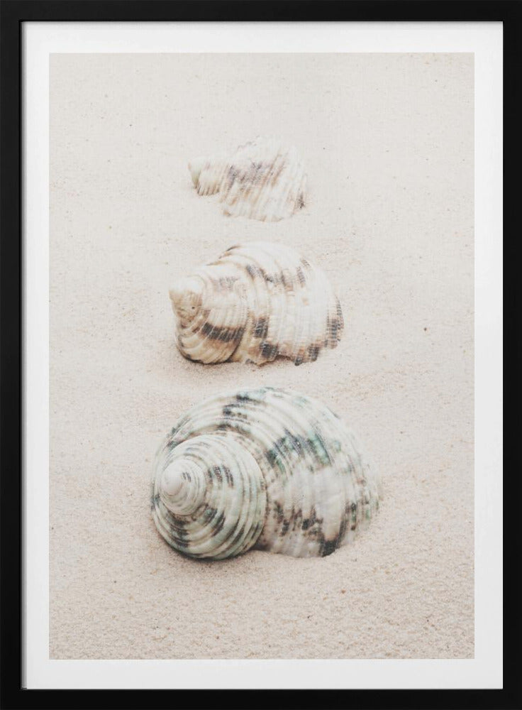Muscheln | Poster