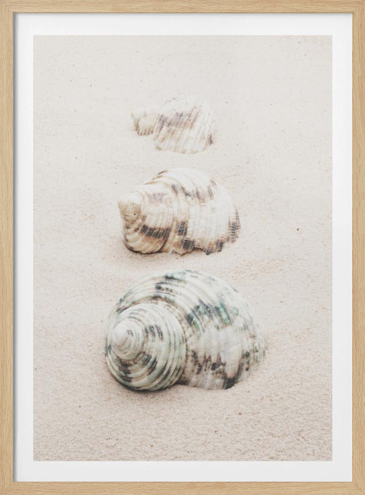 Muscheln | Poster