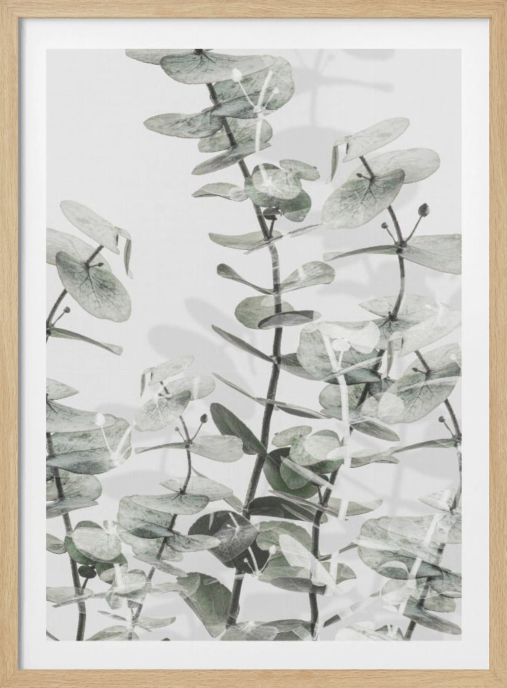 Eukalyptus_001 | Poster