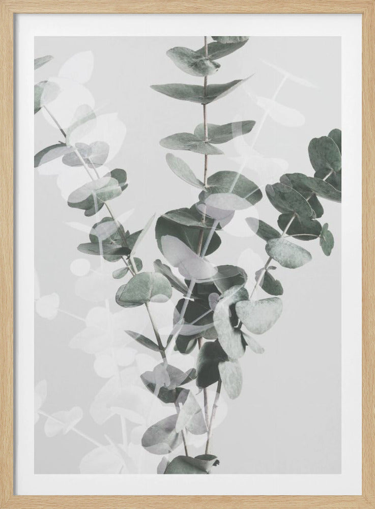 Eukalyptus_002 | Poster
