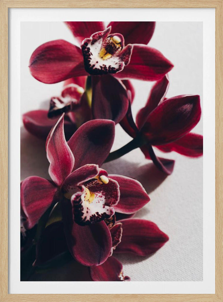 Rote Orchideen mit zarten Blütenblättern | Poster