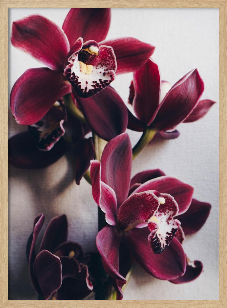 Orchideen-Eleganz | Poster