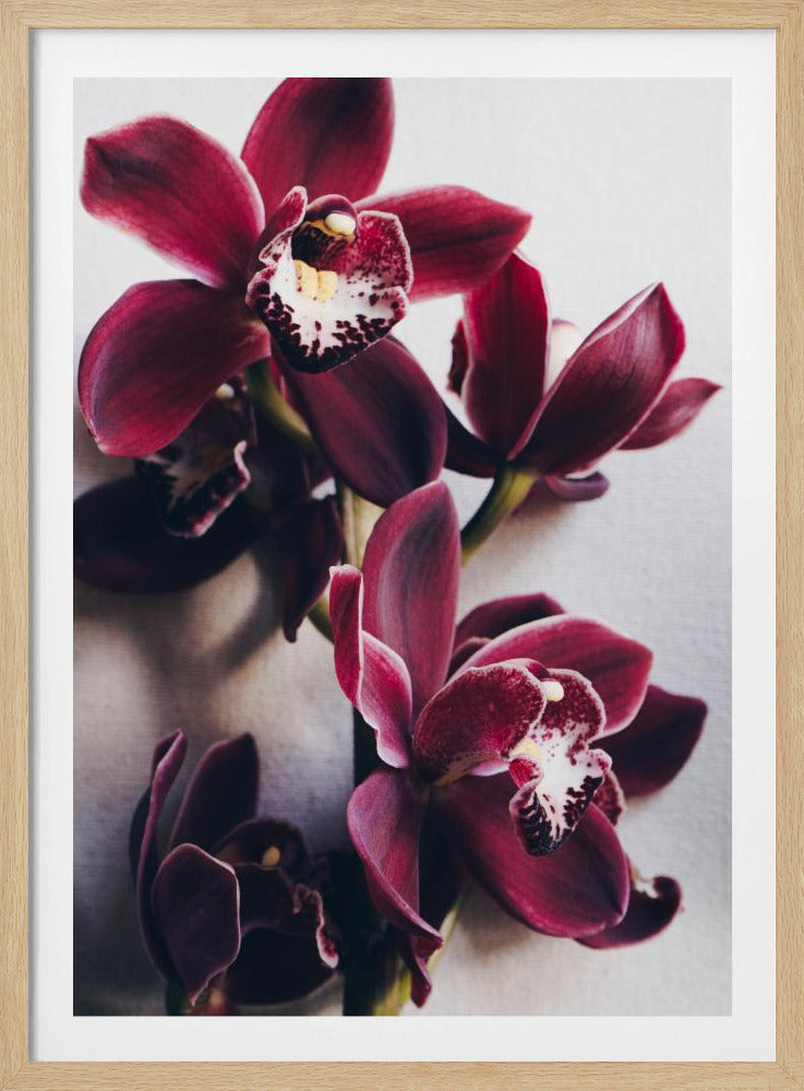 Orchideen-Eleganz | Poster