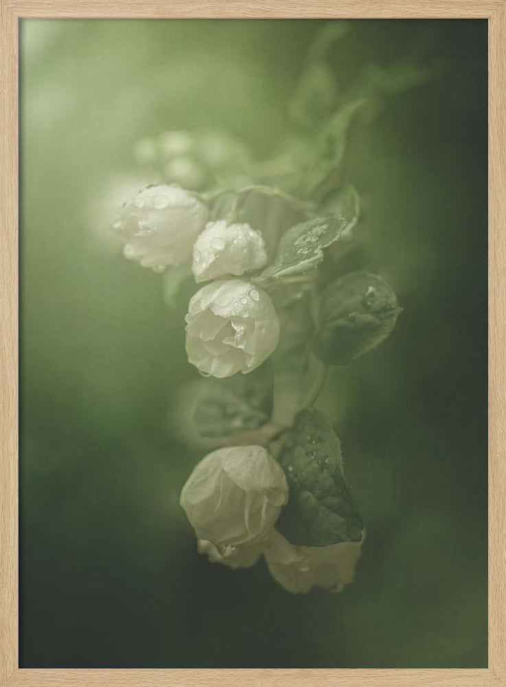 Jasmin | Poster