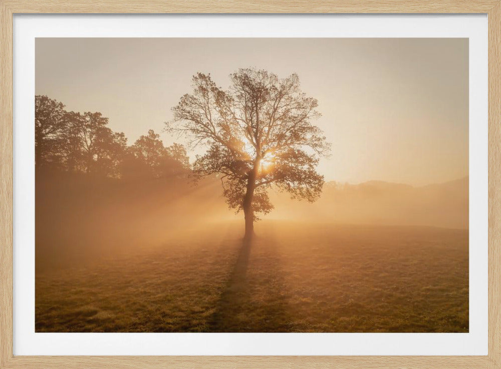 Einsamer Baum | Poster