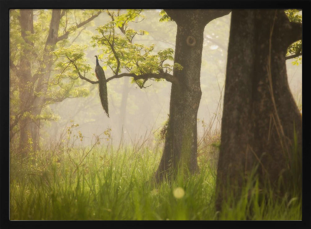 Pfau | Poster
