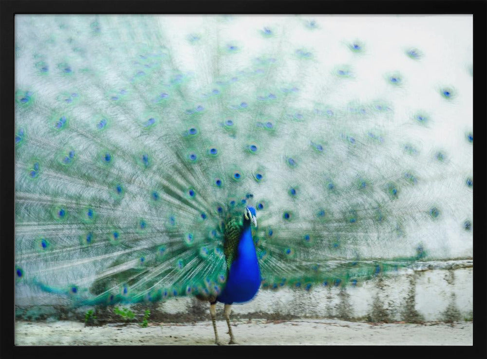 Pfau | Poster