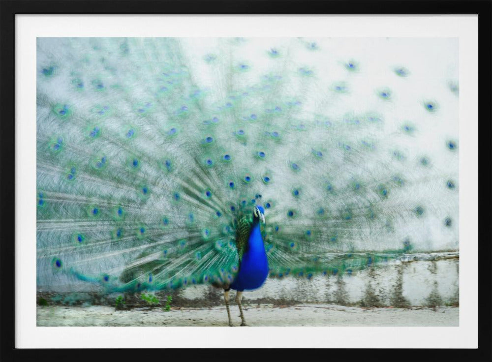 Pfau | Poster