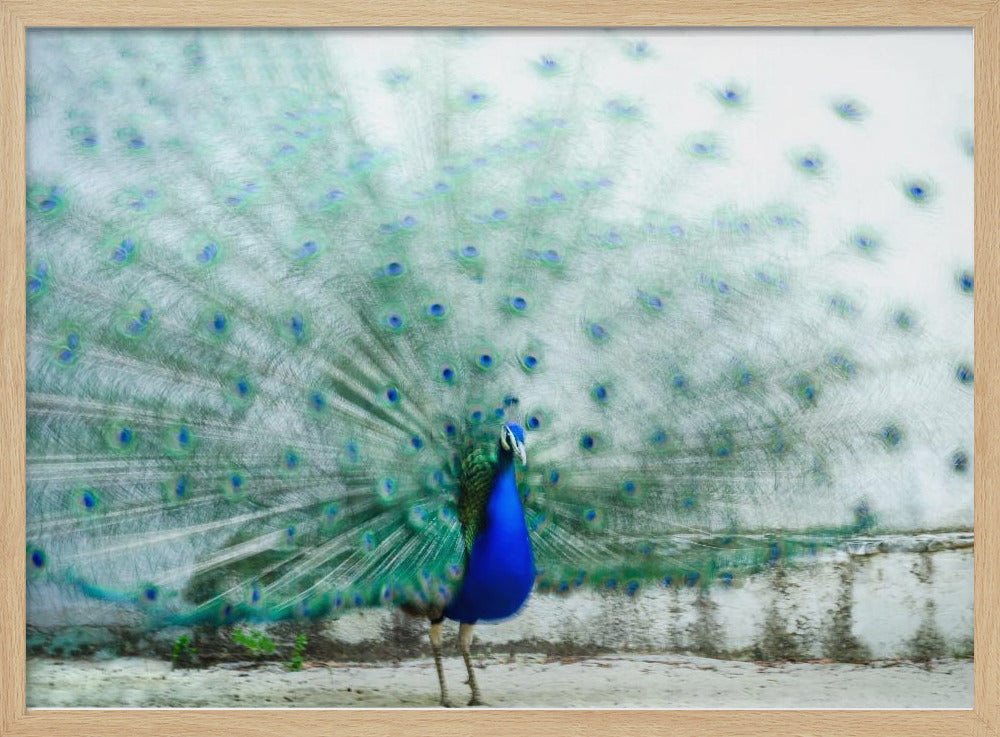 Pfau | Poster