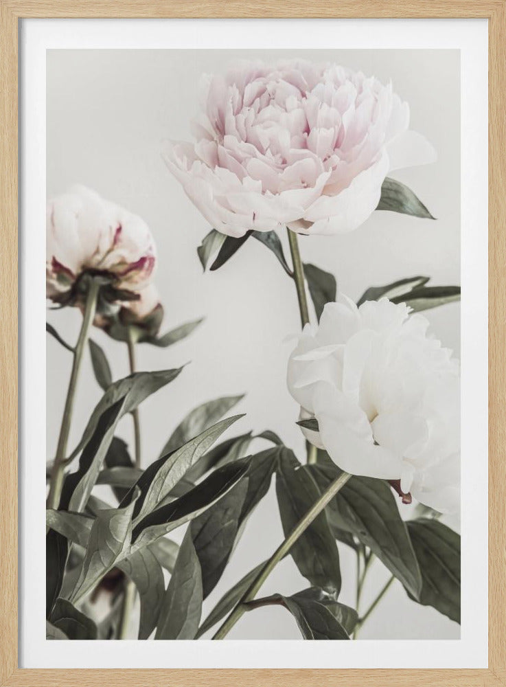 Pfingstrose 04 | Poster