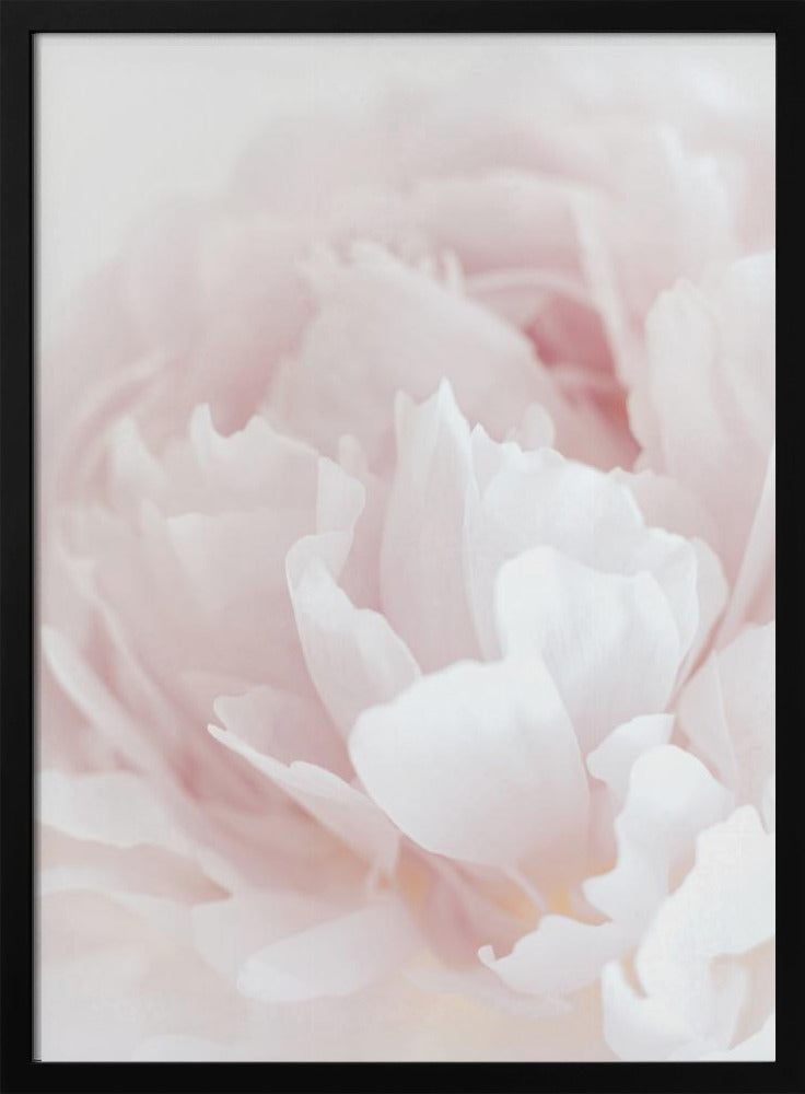 Pfingstrose 05 | Poster