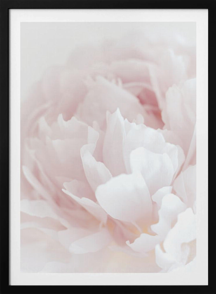Pfingstrose 05 | Poster