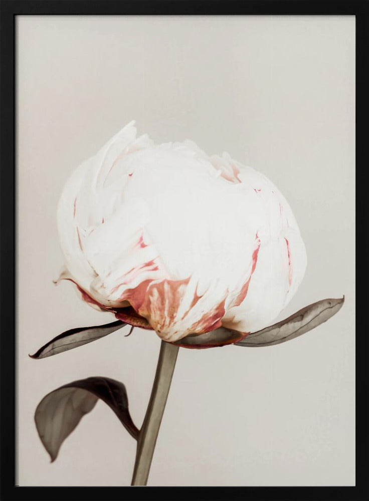 Peony 13 | Poster