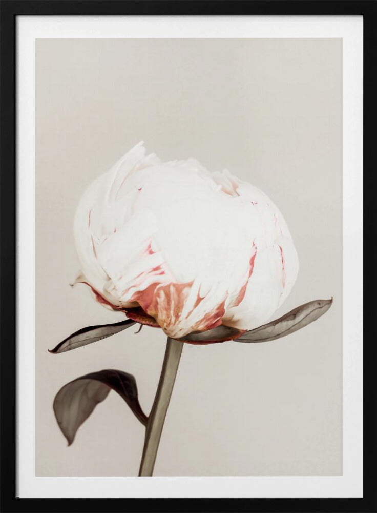 Peony 13 | Poster