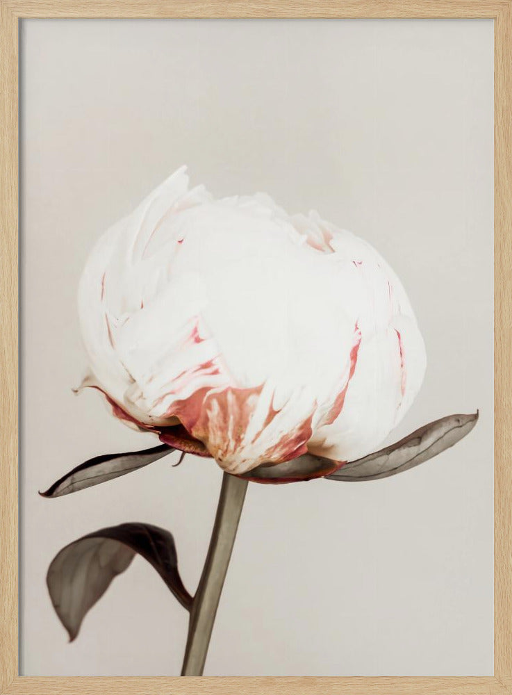 Peony 13 | Poster