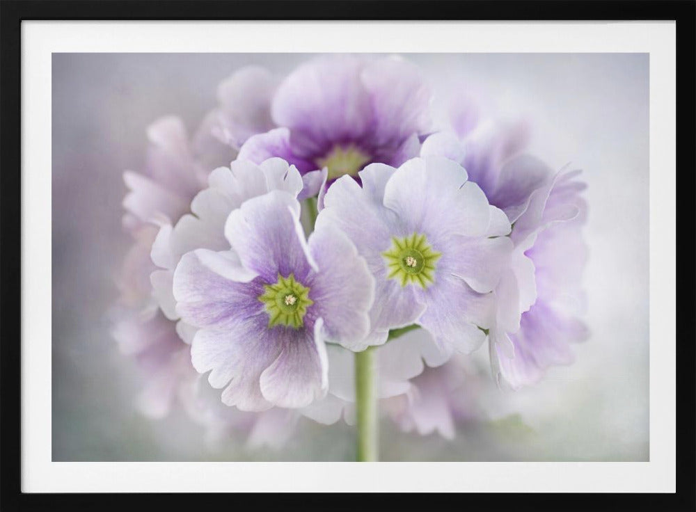 Primula | Poster