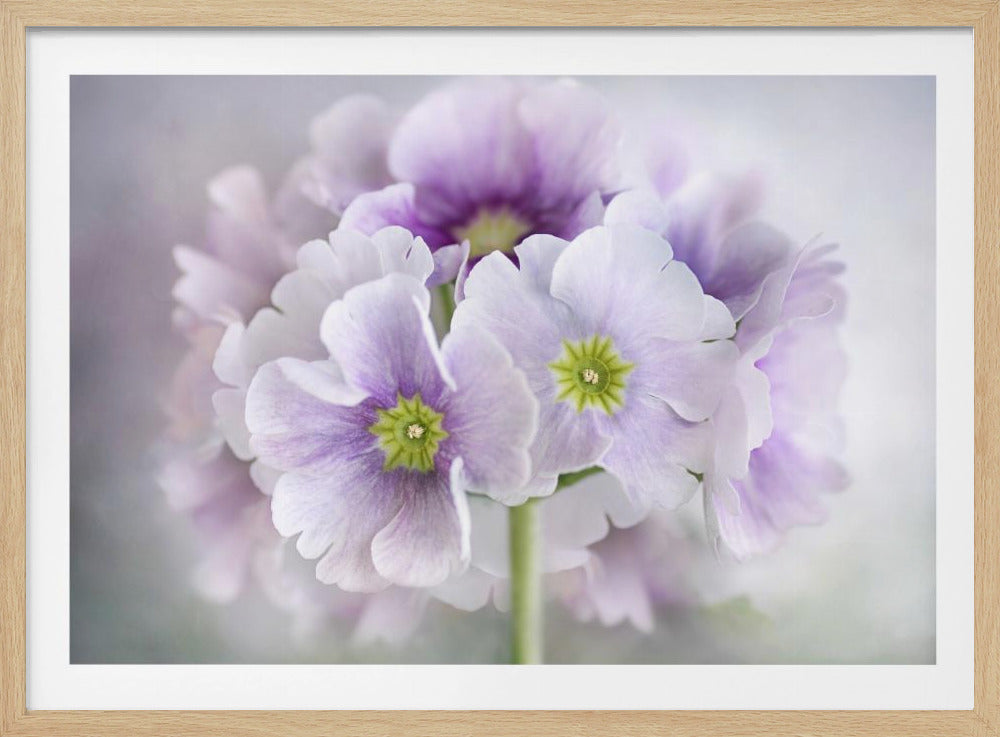 Primula | Poster