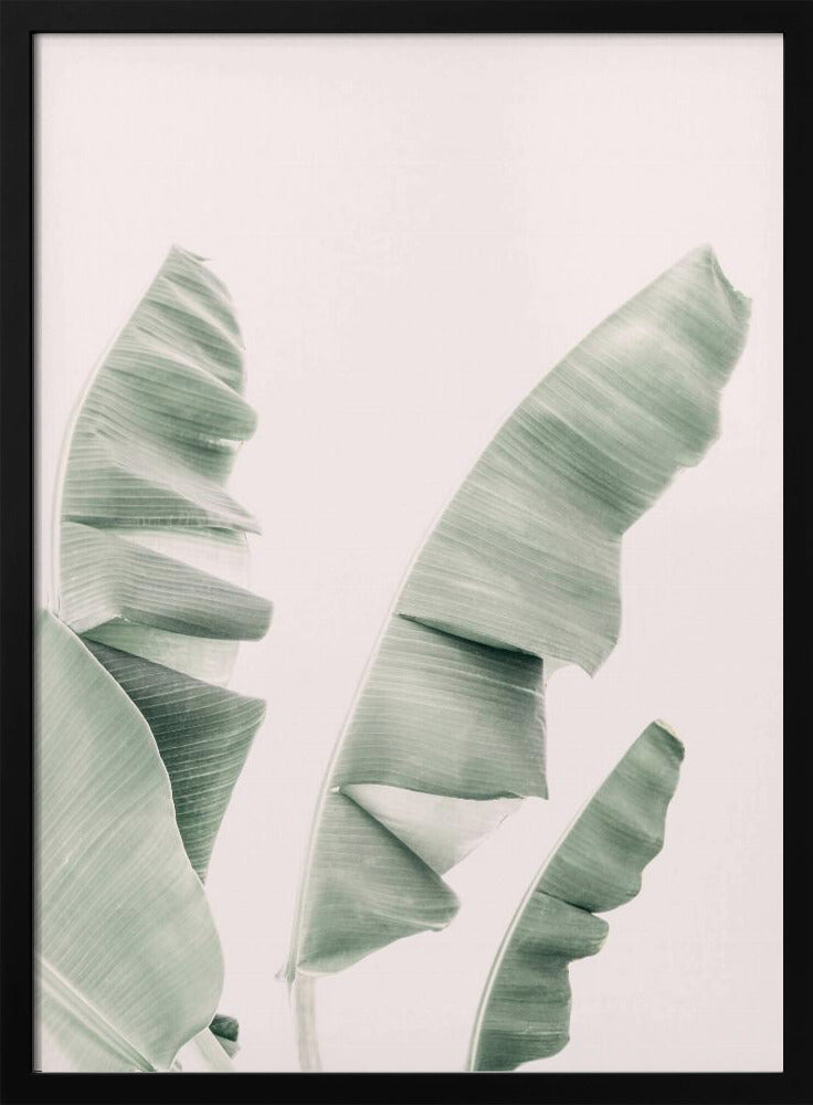 Blush Bananenblätter | Poster