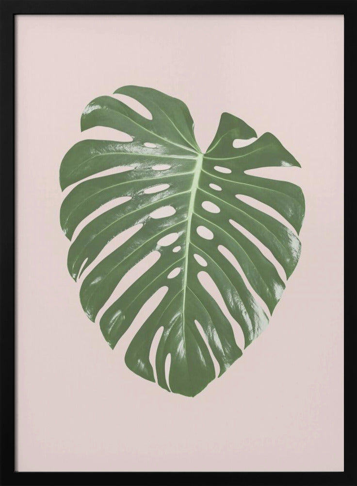 Monstera Blatt Blush | Poster