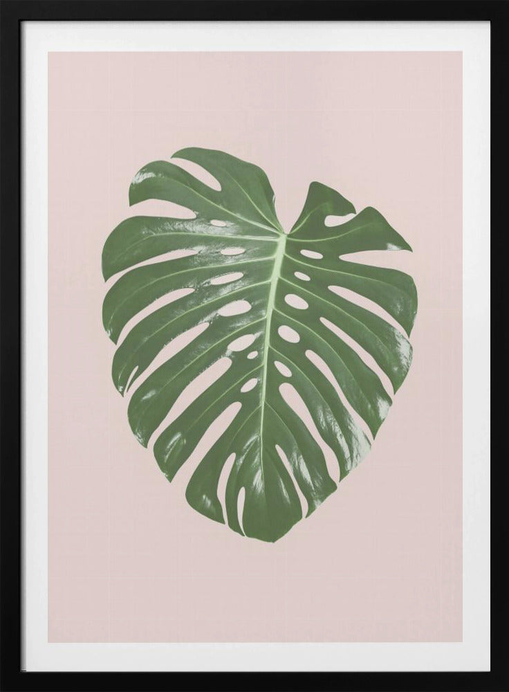 Monstera Blatt Blush | Poster