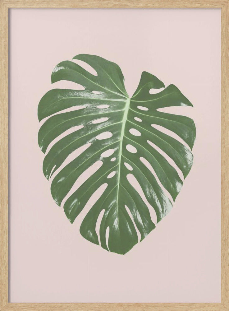 Monstera Blatt Blush | Poster