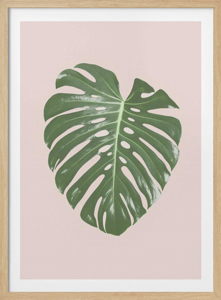 Monstera Blatt Blush | Poster