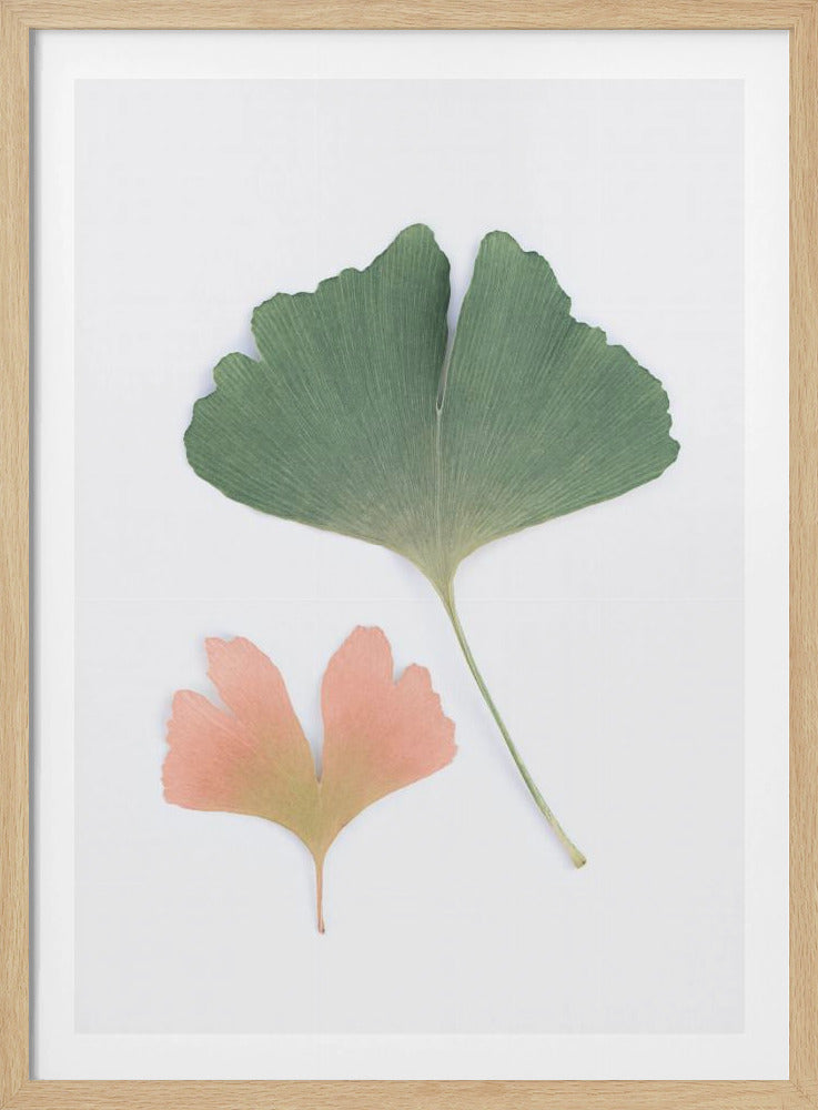 Pastell Ginkgo | Poster