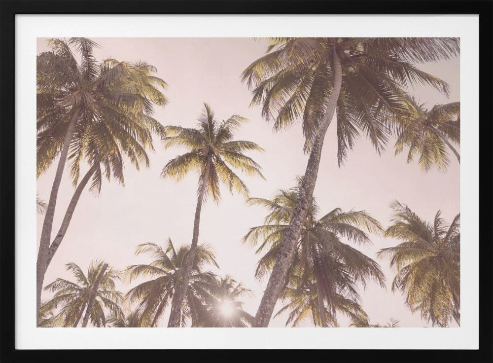 Blush Palmen | Poster