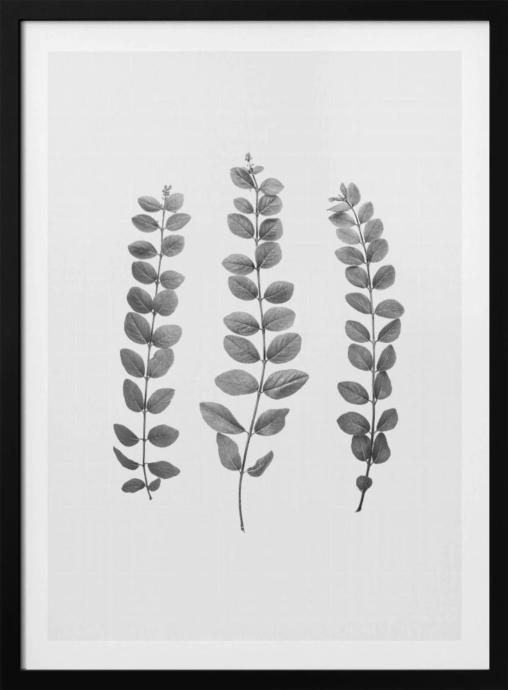 Zweige | Poster