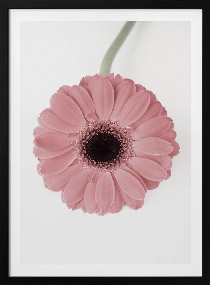 Rosa Gerbera II | Poster