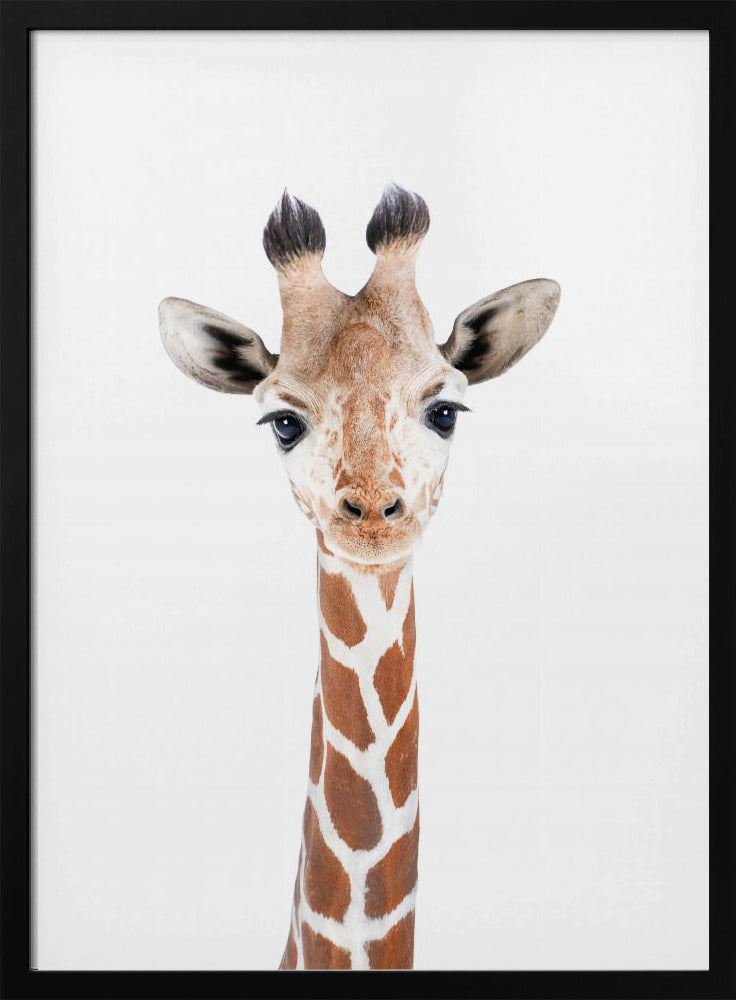 Baby-Giraffe | Poster