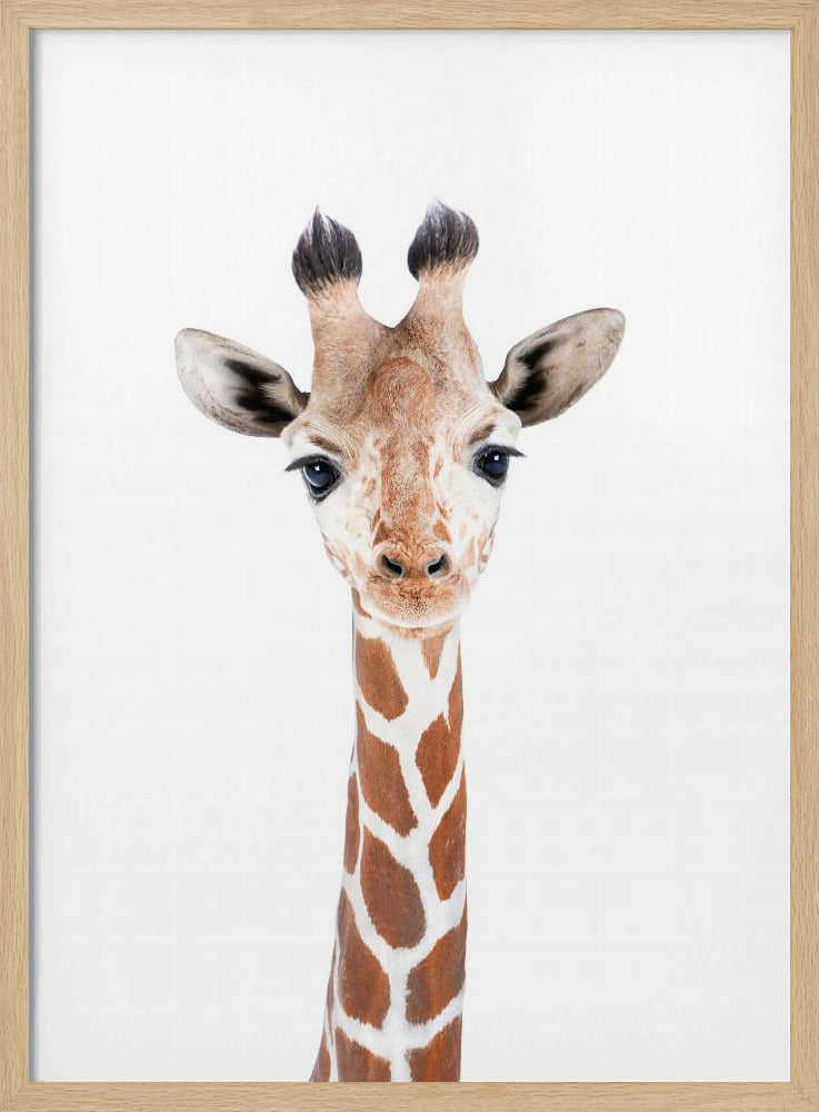 Baby-Giraffe | Poster