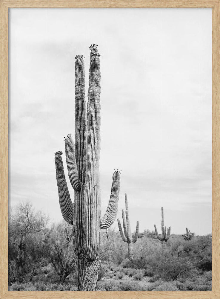 Saguaro Schwarzweiß | Poster