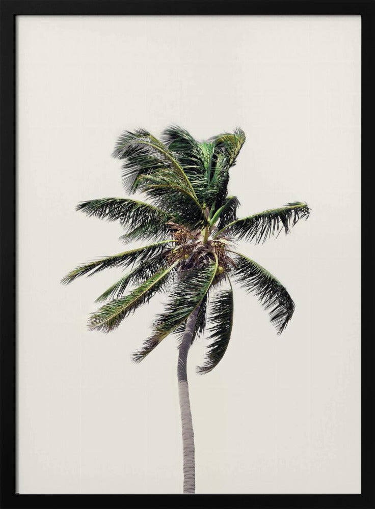 Windige Palme | Poster