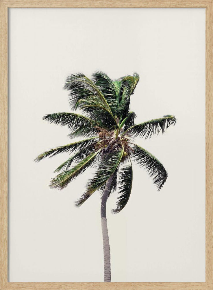 Windige Palme | Poster