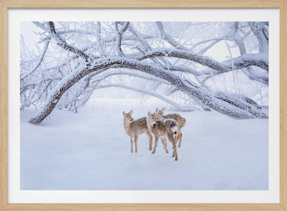 Hirschspaziergang im Schnee | Poster