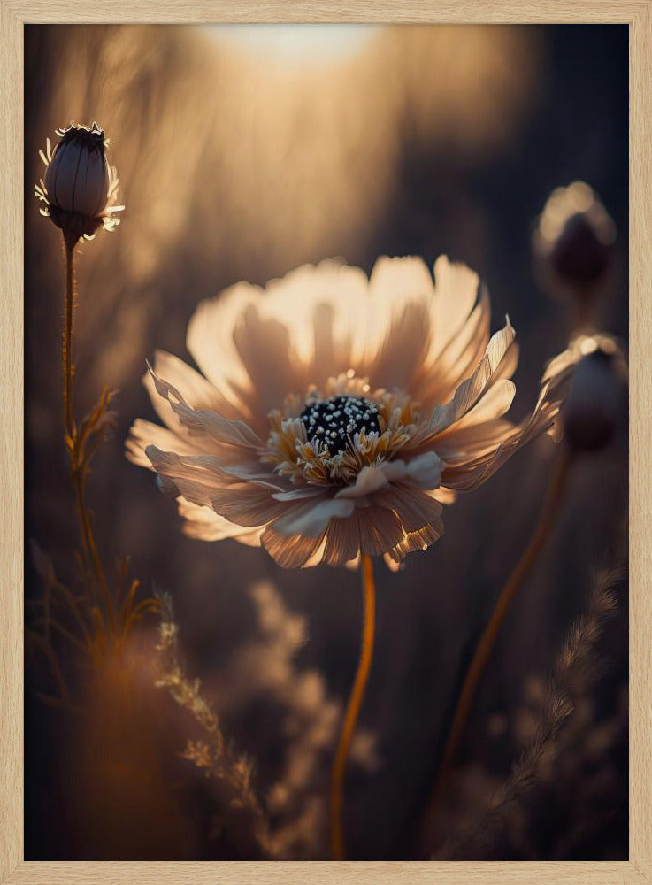 Sonnenbeschienene Blüte | Poster