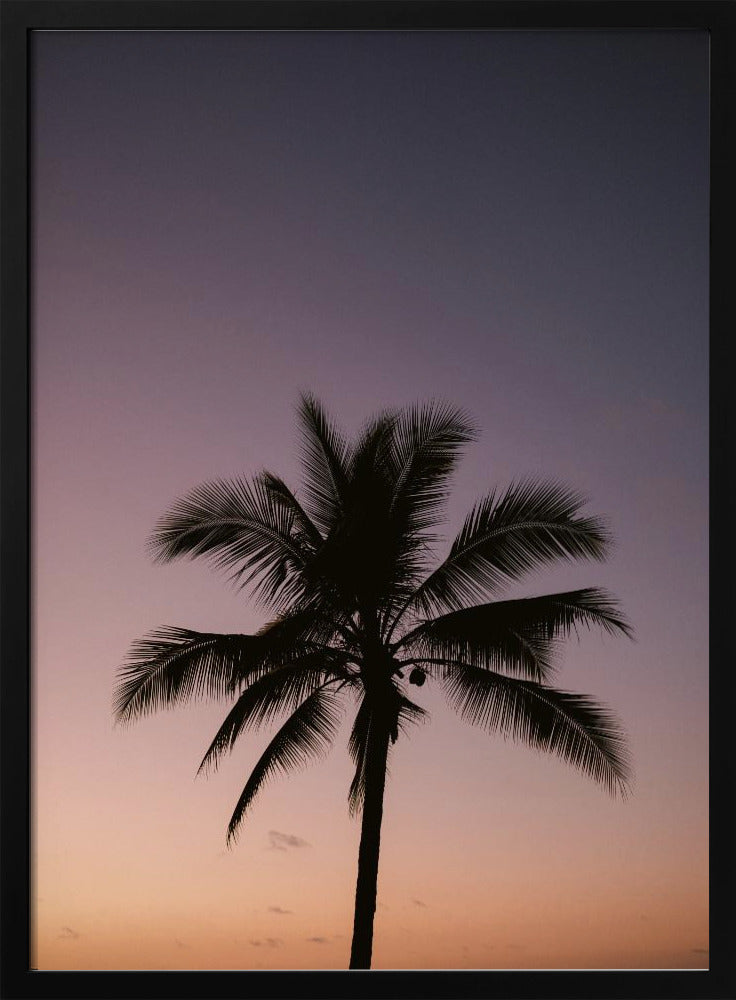Costa Rica Palme | Poster