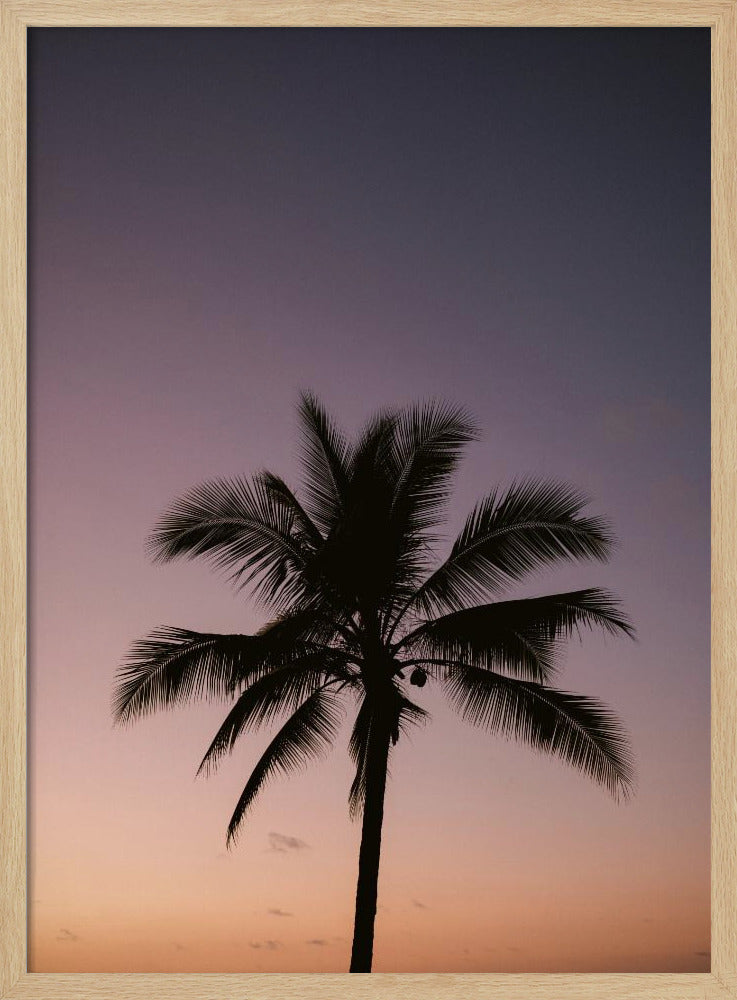 Costa Rica Palme | Poster