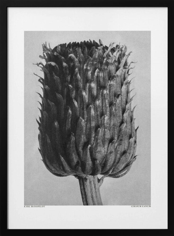 Cirsium Canum (Distel) | Poster