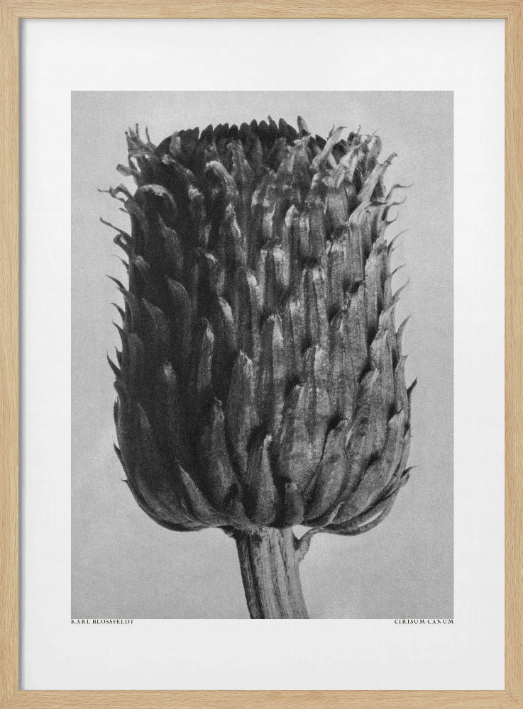 Cirsium Canum (Distel) | Poster