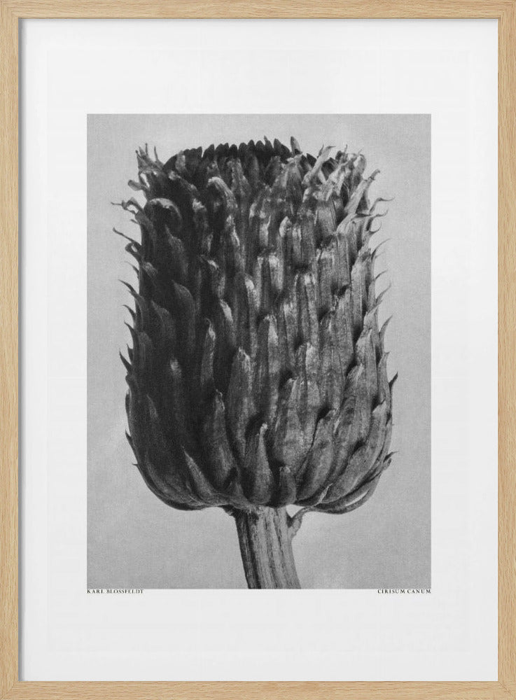 Cirsium Canum (Distel) | Poster