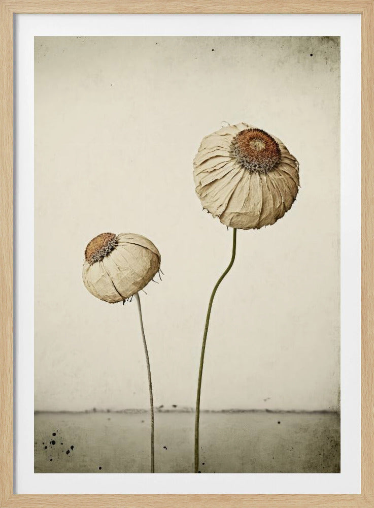 Flüsternde Blüten | Poster