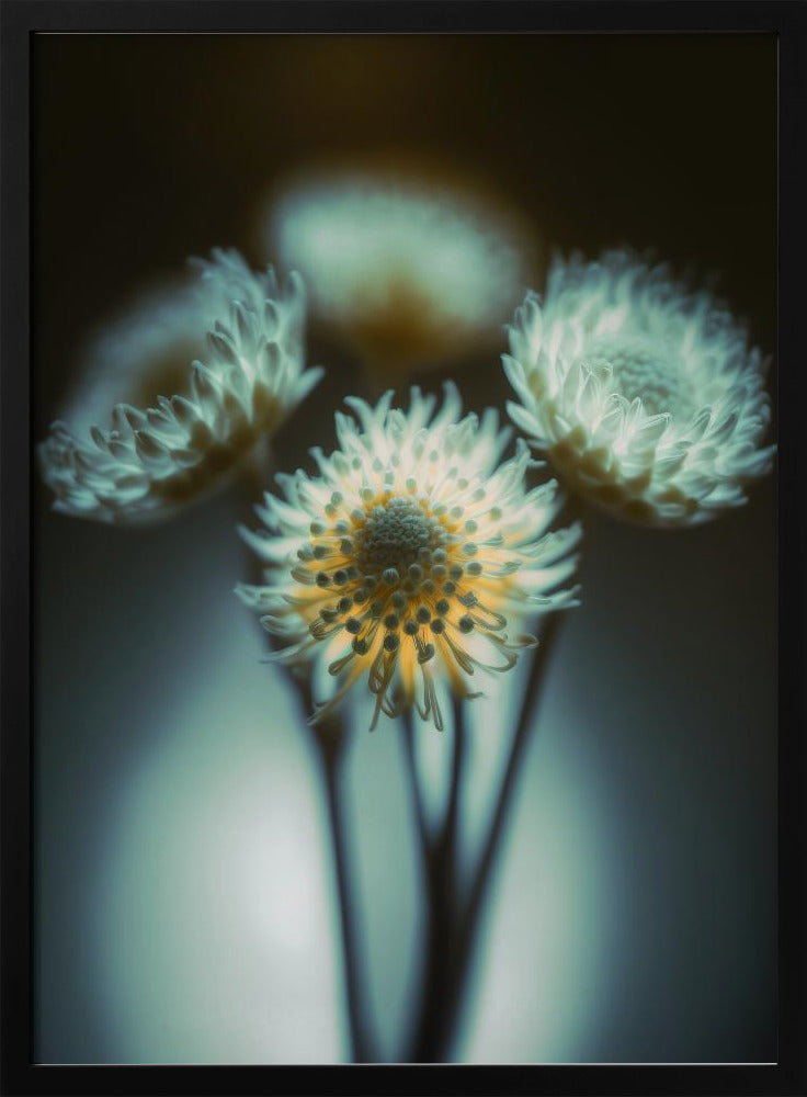 Ätherische Blüten | Poster
