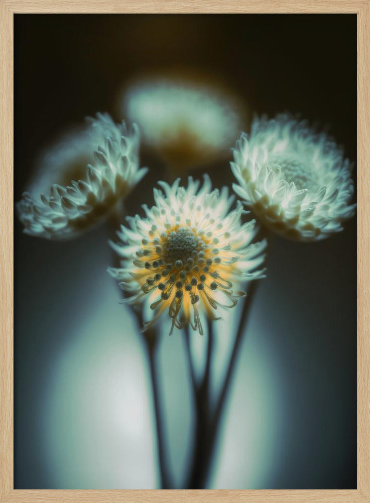 Ätherische Blüten | Poster