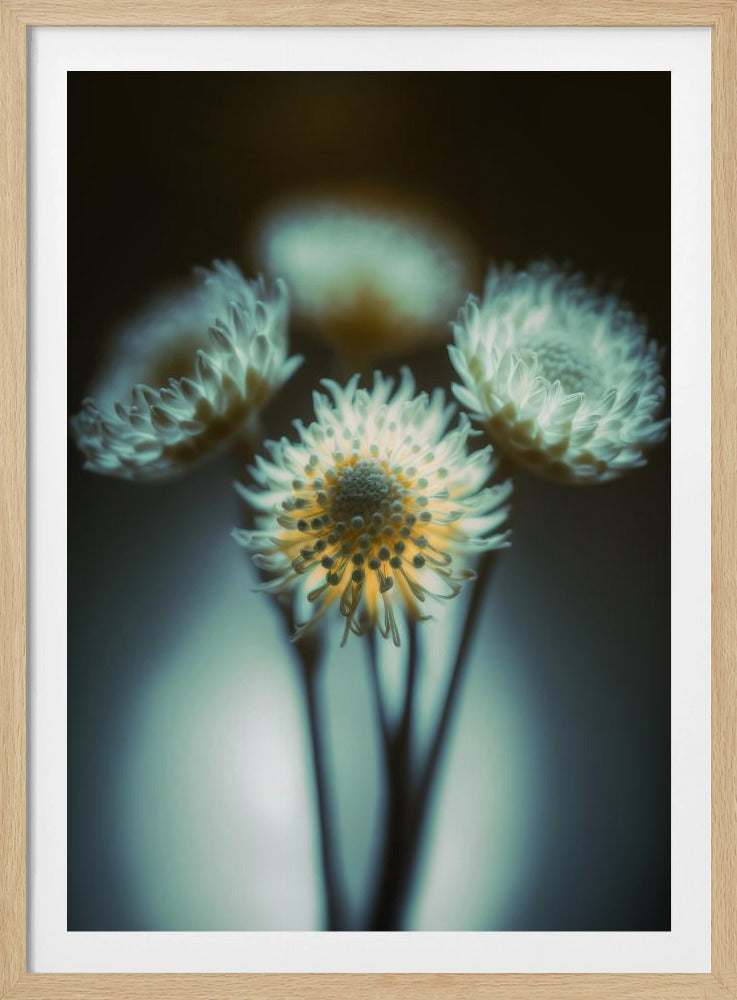 Ätherische Blüten | Poster