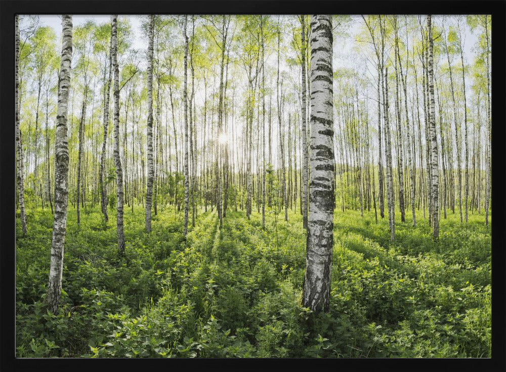 Frühling im Birkenwald | Poster