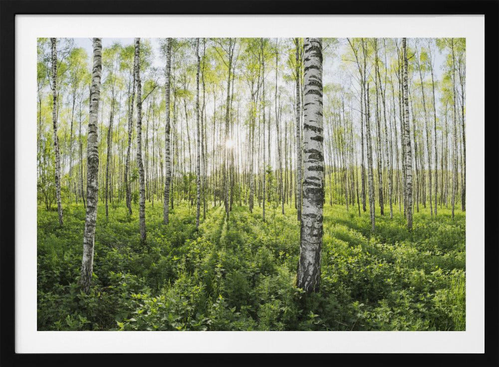 Frühling im Birkenwald | Poster